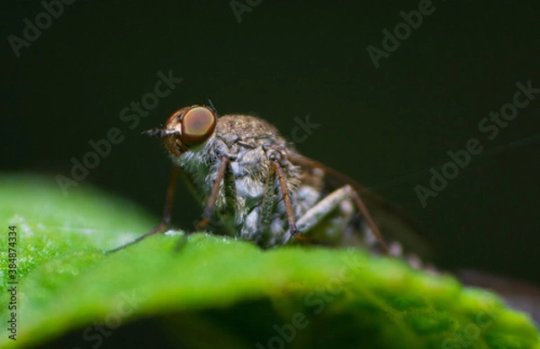 Obraz Mosquito on leaf