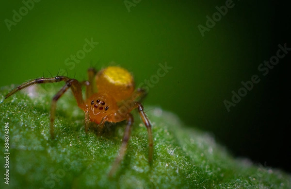 Obraz spider on leaf