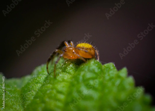 Obraz macro of a bug