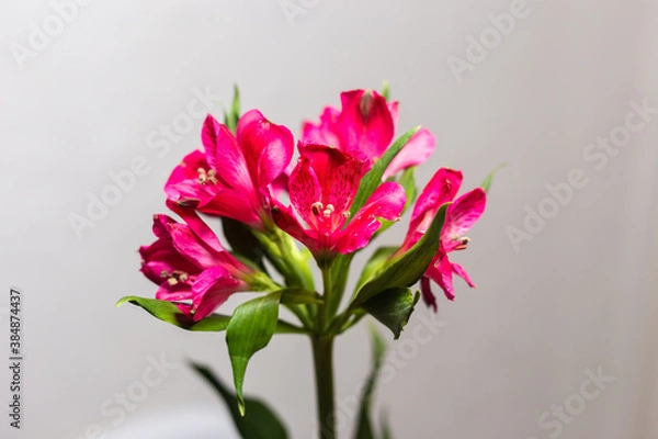 Fototapeta Alstroemeria pink on a white background