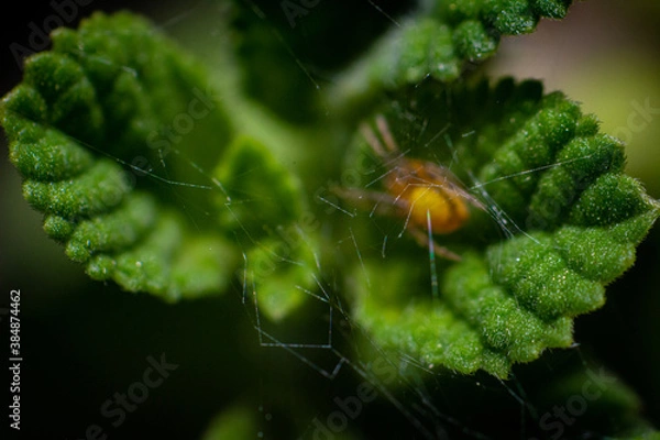 Obraz spider on leaf