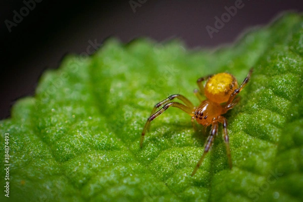 Obraz spider on a leaf