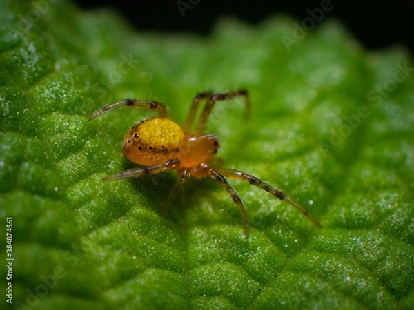 Obraz spider on a leaf