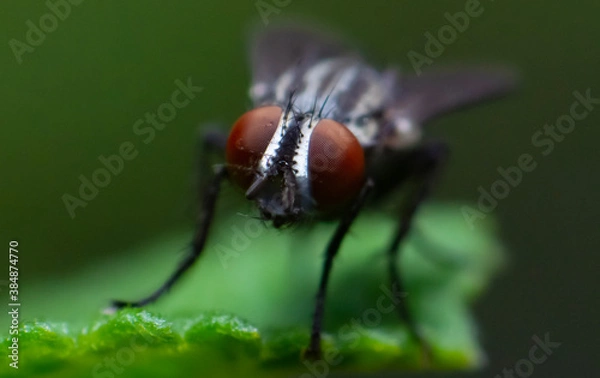 Obraz fly on leaf