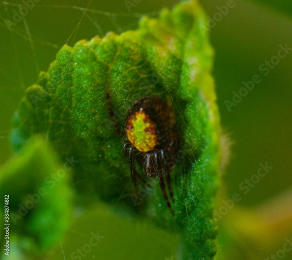 Obraz spider on a leaf