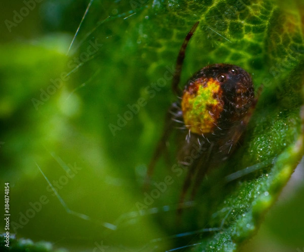 Obraz spider on a web
