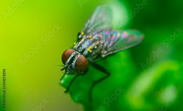 Obraz fly on leaf