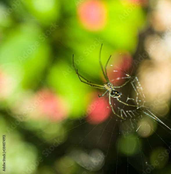 Obraz spider web with dew