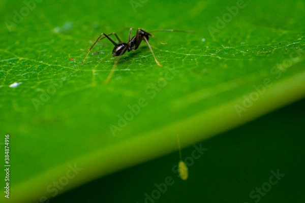 Obraz ant on leaf