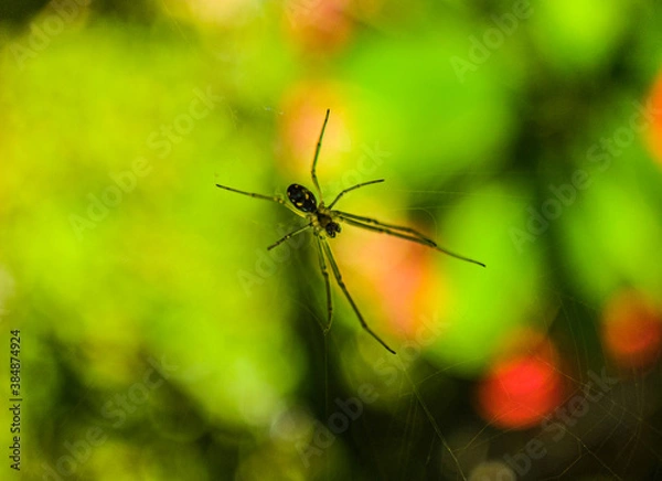 Obraz spider on a leaf