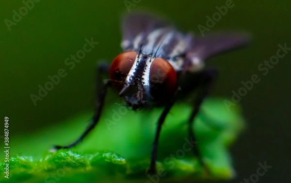 Obraz fly on leaf