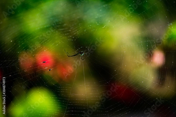 Obraz spider web with dew