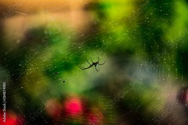 Obraz spider web with dew drops