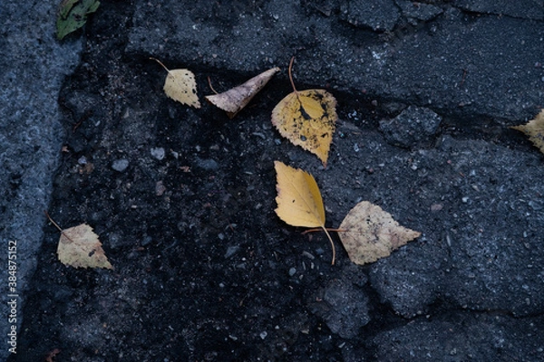 Obraz autumn leaves on the ground