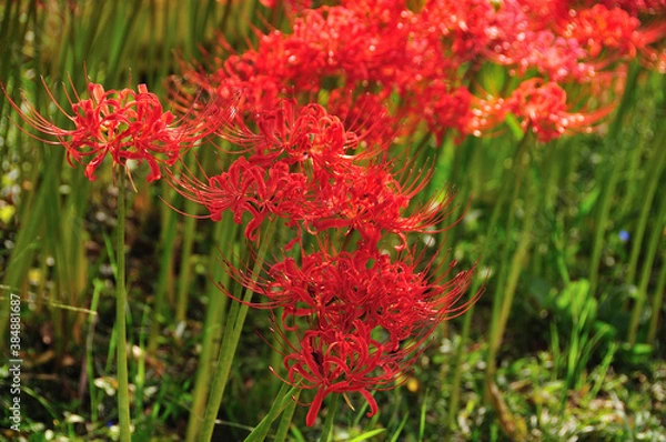 Fototapeta 彼岸花