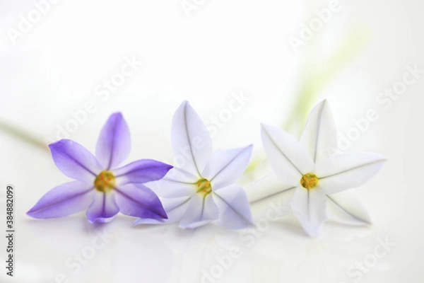 Fototapeta 春の紫色の花ハナニラ