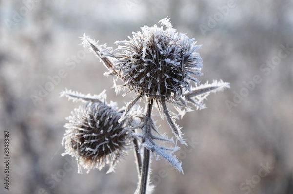 Obraz chardon de glace 8