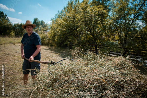 Fototapeta Middle-aged farmer making a haystack with a pitchfork for the winter on a sunny day in autumn. Agricultural work. Hay harvesting.