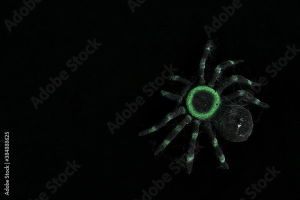 Fototapeta Scary decorative Halloween green and black ghostly spider in spooky spider web on black background with copy space