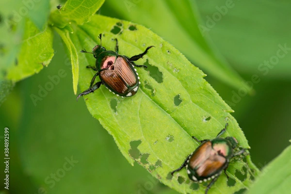 Obraz The Japanese beetle (a species of scarab beetle). Popillia japonica. Entomological education concept.