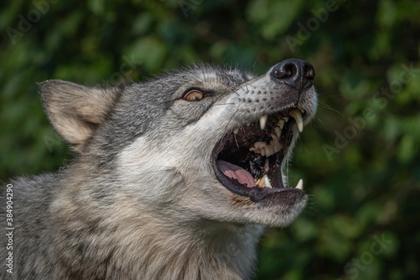 Obraz Wolves Howling, Fighting and Playing