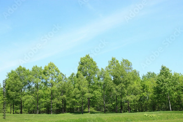 Fototapeta 新緑の木々