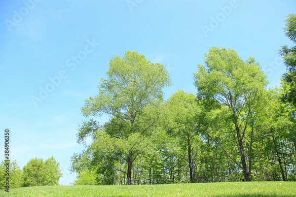 Fototapeta 新緑の木々