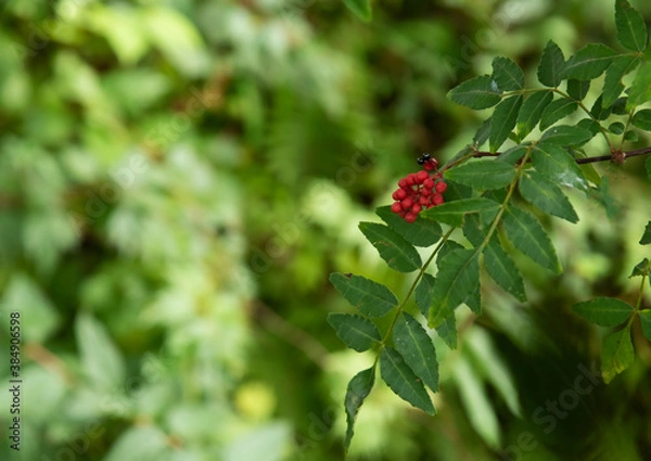 Fototapeta 赤山椒