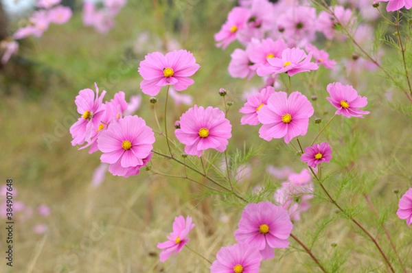 Fototapeta コスモス