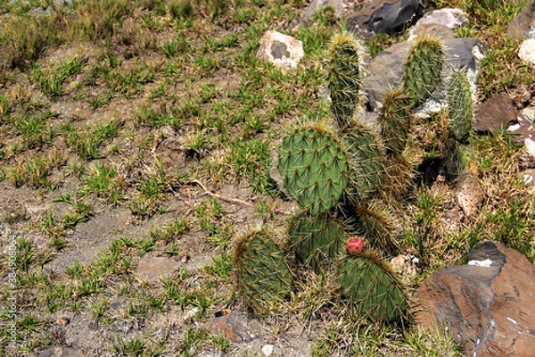 Fototapeta view of vegetation of desert ecosystem with nopales, cacti and cacti with thorns