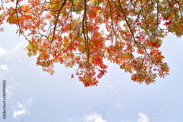 Obraz ナナカマド