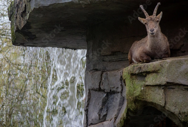 Obraz Cabra de Montaña