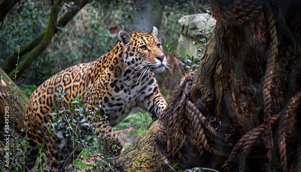 Obraz Leopardo house