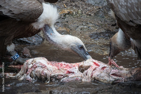 Obraz almuerzo carroñero.