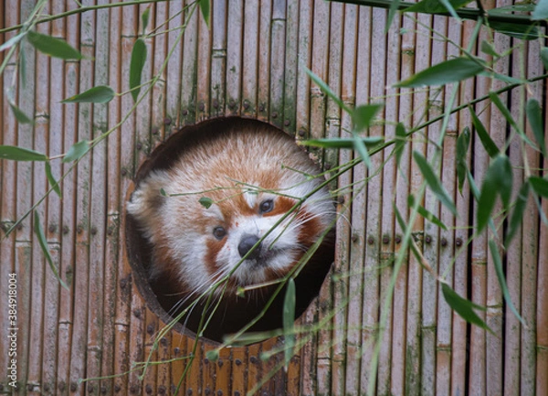 Obraz Almuerzo con panda.
