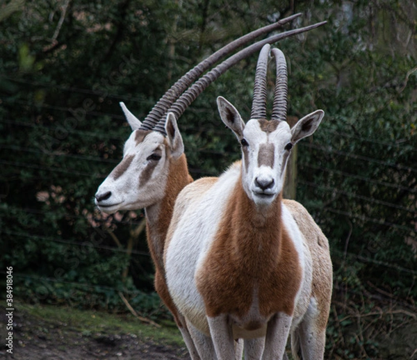 Obraz Antílopes a 2 cabezas
