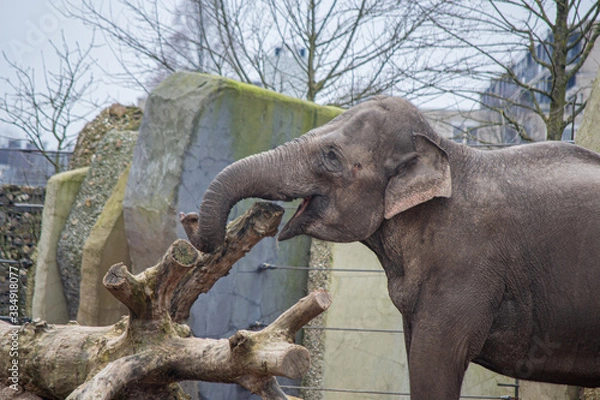 Obraz Elefante divirtiéndose