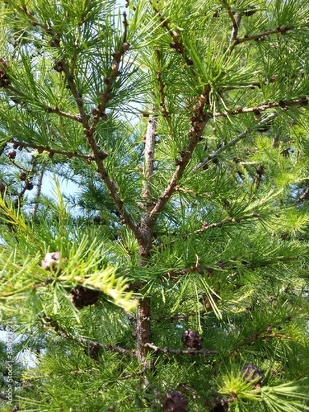Fototapeta pine tree in the forest