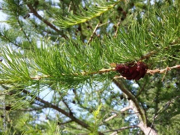 Fototapeta pine cones on a branch
