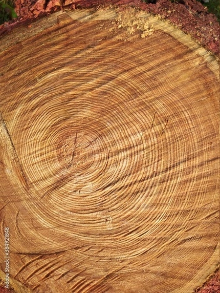 Fototapeta tree trunk texture