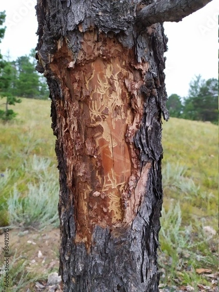 Fototapeta tree trunk