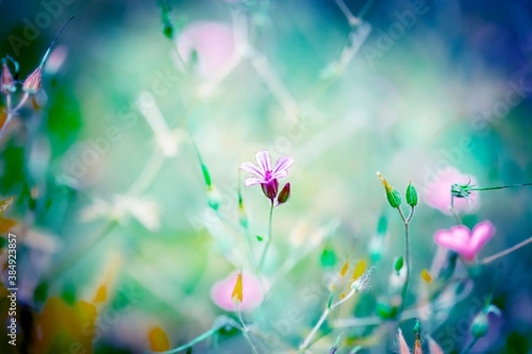 Fototapeta ヒメフウロと緑青系バック
