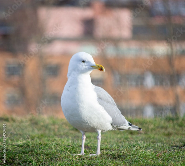 Obraz Gaviota noruega.