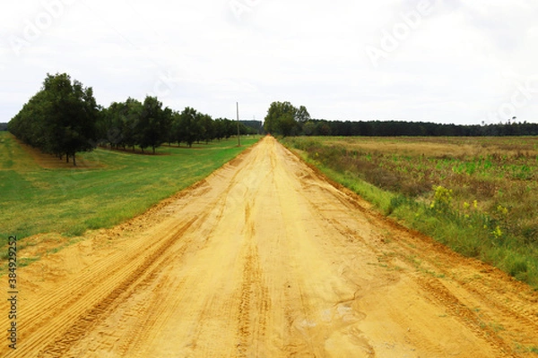 Fototapeta Dirt road by a pecan orchard