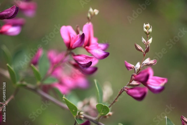 Fototapeta 萩の花