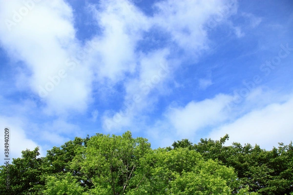 Fototapeta 森と空