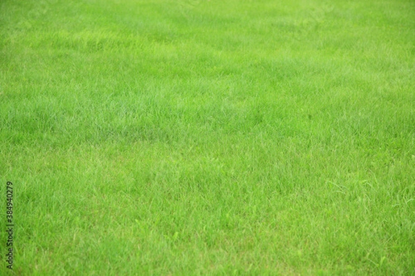 Fototapeta 一面の緑