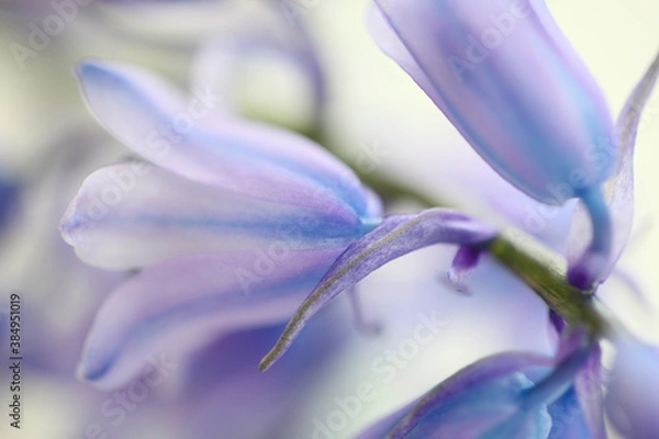 Obraz シラー・カンパニュラータ