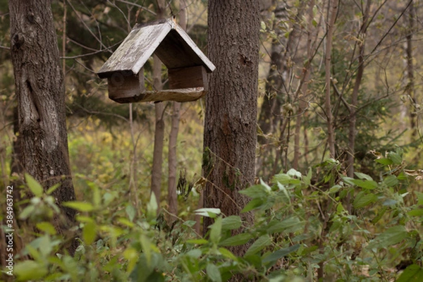 Fototapeta wooden bird house and feeder for squirrels and birds in summer forest