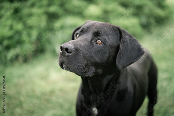 Obraz black labrador retriever
